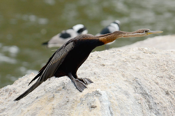 Afrikanischer Schlangenhalsvogel, African darter, Anhinga rufa