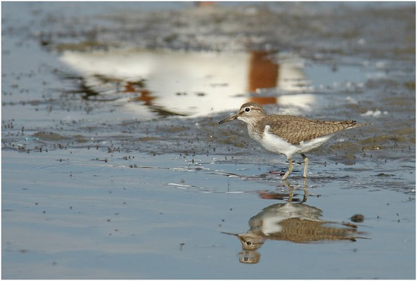 FLUSSUFERLÄUFER, COMMON SANDPIPER, ACTITIS HYPOLEUCOS