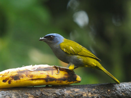 BLAUKAPPEN-TANGARE, BLUE-CAPPED TANAGER - SPORATHRAUPIS CYANOCEPHALA