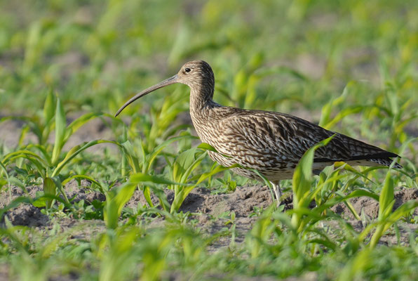 BRACHVOGEL, EURASIAN CURLEW, NUMENIUS ARQUATA