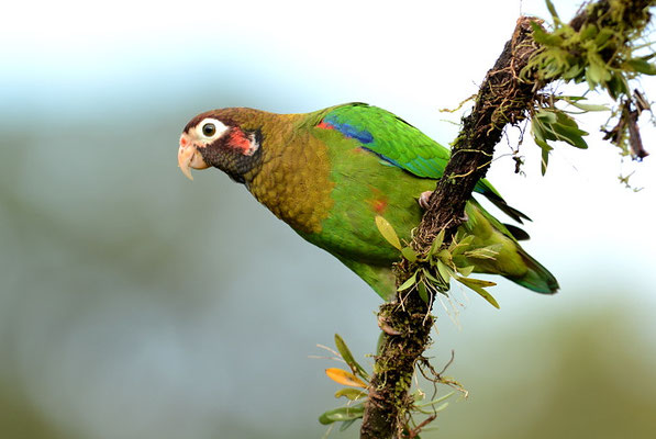 BLUTOHRPAPAGEI, BROWN-HOODED PARROT, PINOPSITTA HAEMATOTIS