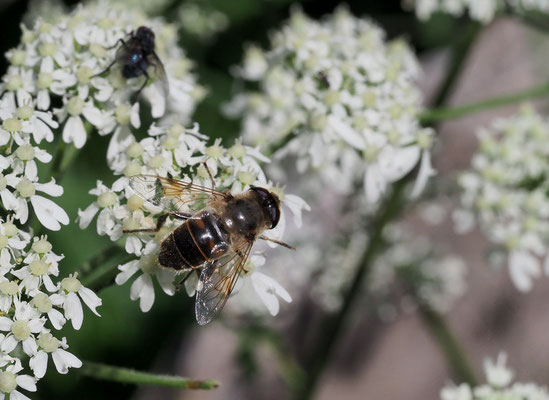 GLÄNZENDE KEILFLECKSCHWEBFLIEGE, ERISTALIS RUPIUM