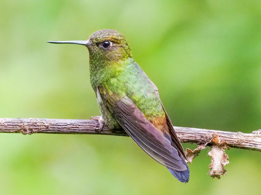 Kupferglanz-Höschenkolibri, Greenish Puffleg - Haplophaedia aureliae