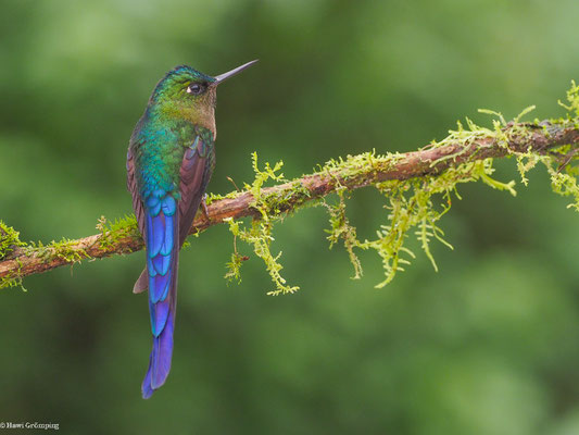 LANGSCHWANZSYLPHE, VIOLET-TAILED SYLPH -  AGLAIOCERCUS COELESTIS