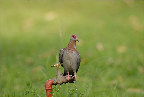 GUINEATAUBE, SPECKLED PIGEON, COLUMBA GUINEA