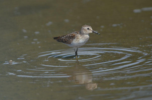 WIESENSTRANDLÄUFER, LEAST SANDPIPER, CALIDRIS MINUTILLA