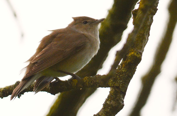 GARTENGRASMÜCKE, GARDEN WARBLER, SYLVIA BORIN