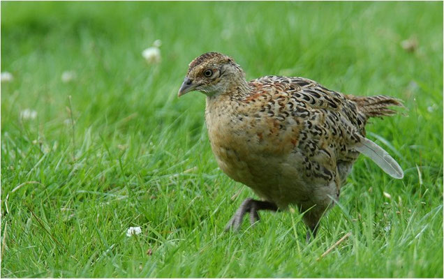 FASAN, COMMON PHEASANT, PHASIANUS COLCHICUS