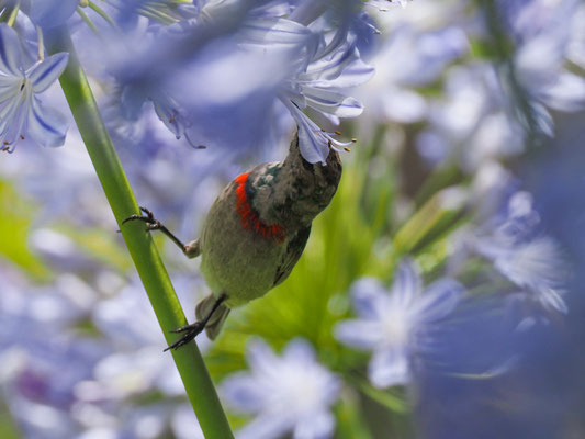 BLAUBANDNEKTARVOGEL, SOUTHERN DOUBLE-COLLARED SUNBIRD, CINNYRIS CHALYBEUS