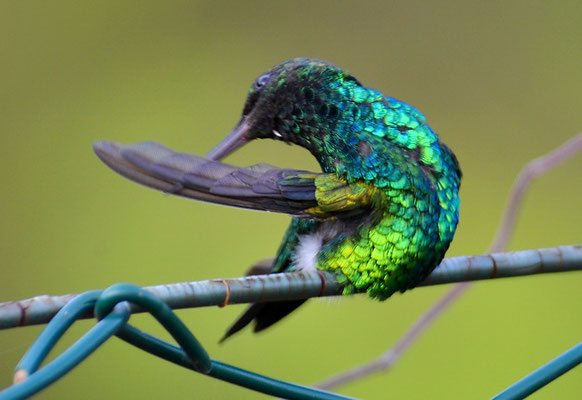 BLAUSCHWANZSMARAGDKOLIBRI, BLUE-TAILED EMERALD, CHLOROSTILBON MELLISUGUS