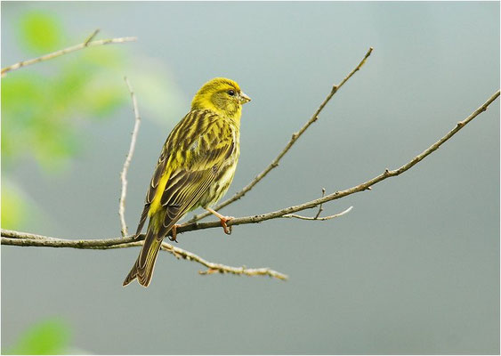 GIRLITZ, SERIN, SERINUS SERINUS