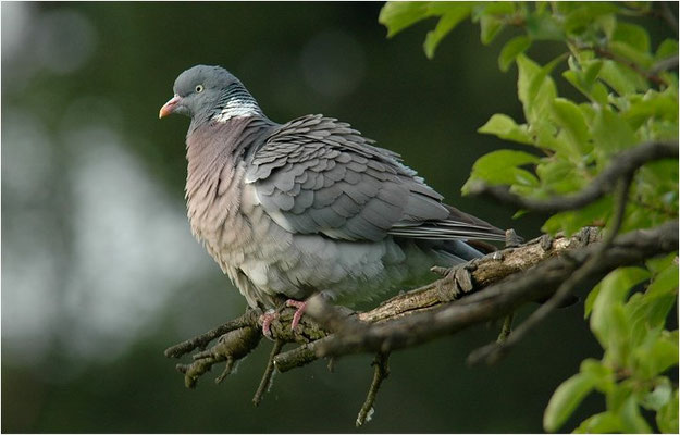 RINGELTAUBE, WOOD PIGEON,  COLUMBA PALUMBUS