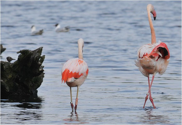 CHILEFLAMINGO, CHILEAN FLAMINGO, PHOENICOPTERUS CHILENSIS