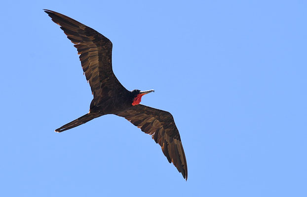 FREGATTVOGEL, MAGNIFICENT FRIGATEBIRD, FREGATA MAGNIFICENS