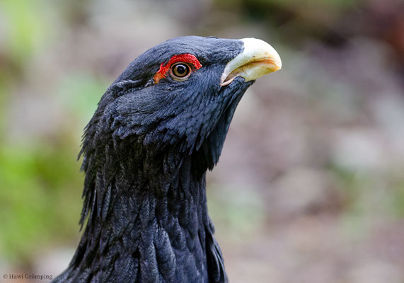AUERHUHN, CAPERCAILLIE, TETRAO URUGALLUS