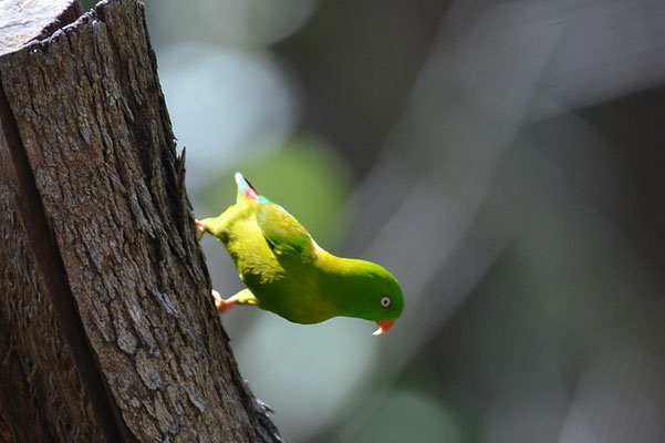 FRÜHLINGSPAPAGEICHEN, VERNAL HANGING PARROT, LORICULUS VERNALIS