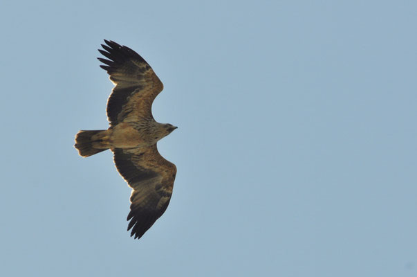 KAISERADLER, IMPERIAL EAGLE, AQUILA HELIACA