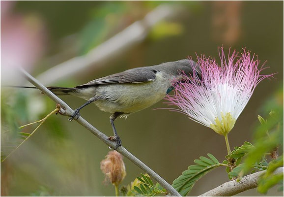 ELFENNEKTARVOGEL, BEAUTIFUL SUNBIRD, NECTARINIA PULCHELLA