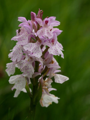 Geflecktes Knabenkraut