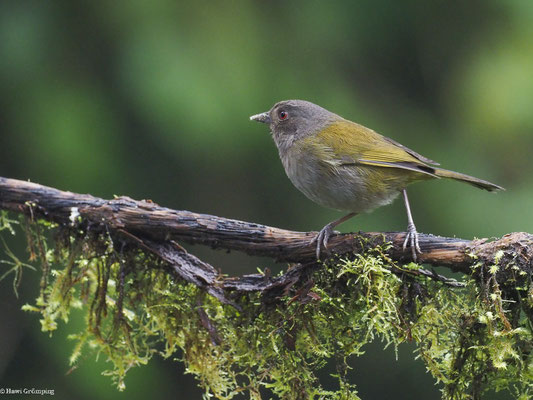 GRAUBRUST-BUSCHTANGARE, DUSKY BUSH TANAGER - CHLOROSPINGUS SEMIFUSCUS