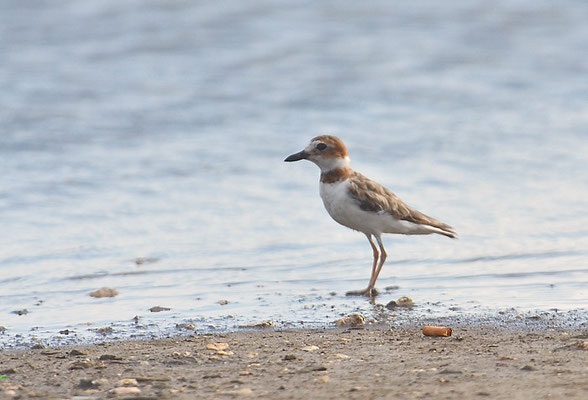 WILSON-REGENPFEIFER, WILSON´S PLOVER, CHARADRIUS WILSONIA