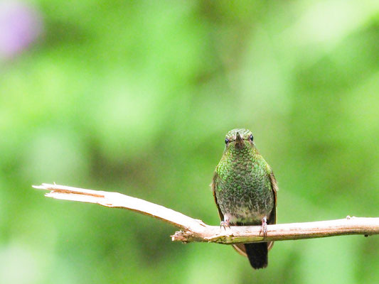 Kupferglanz-Höschenkolibri, Greenish Puffleg - Haplophaedia aureliae