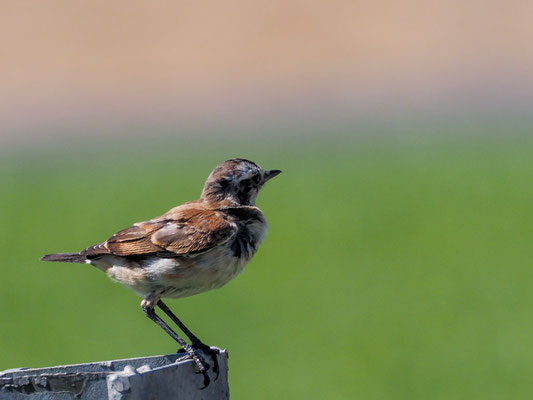 ERDSCHMÄTZER, CAPPED WHEATEAR, OENANTHE PILEATA
