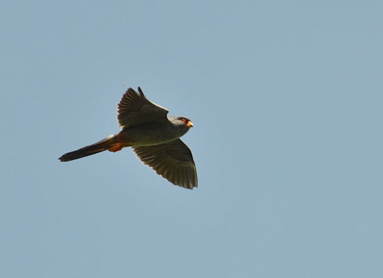 ROTFUSSFALKE, RED-FOOTED FALCON, FALCO VESPERTINUS