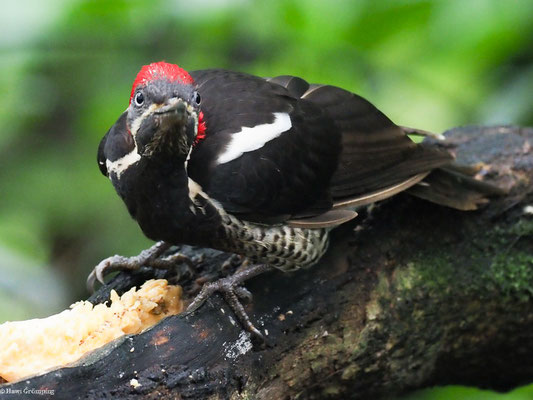 LINIENSPECHT, LINEATED WOODPECKER - DRYOCOPUS LINEATUS