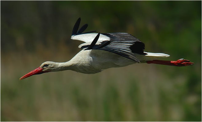 WEISSSTORCH, WHITE STORK, CICONIA CICONIA