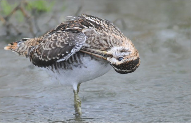BEKASSINE, COMMON SNIPE, GALLINAGO GALLINAGO