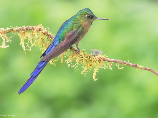 LANGSCHWANZSYLPHE, VIOLET-TAILED SYLPH -  AGLAIOCERCUS COELESTIS