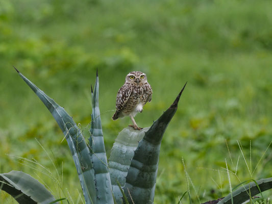 KANINCHENEULE, BURROWING OWL - ATHENE CUNICULARIA
