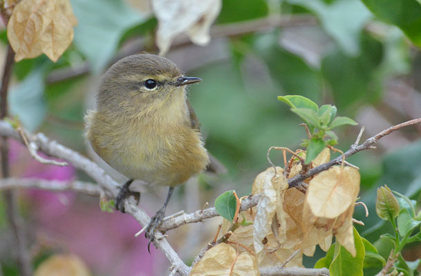 KANARENZILPZALP, CANARY ISLANDS CHIFFCHAFF, PHYLLOSCOPUS CANARIENSIS