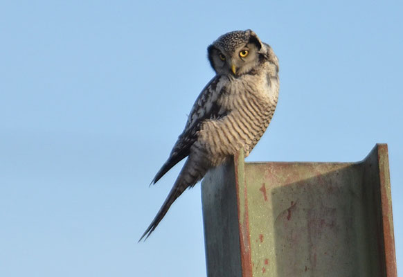 SPERBEREULE, HAWK OWL, SURNIA ULULA
