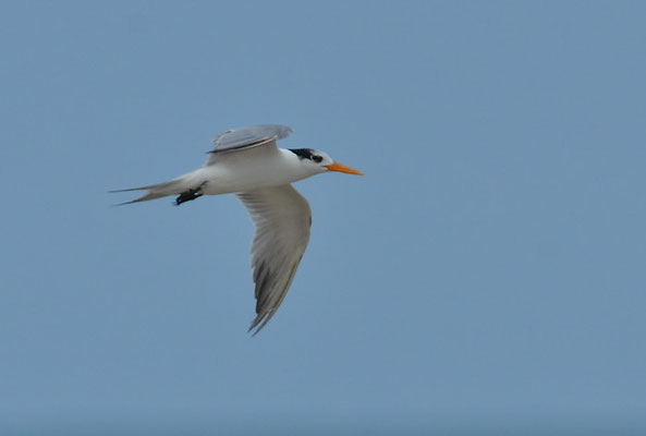 RÜPPELLSEESCHWALBE, LESSER CRESTED TERN, THALASSEUS BENGALENSIS