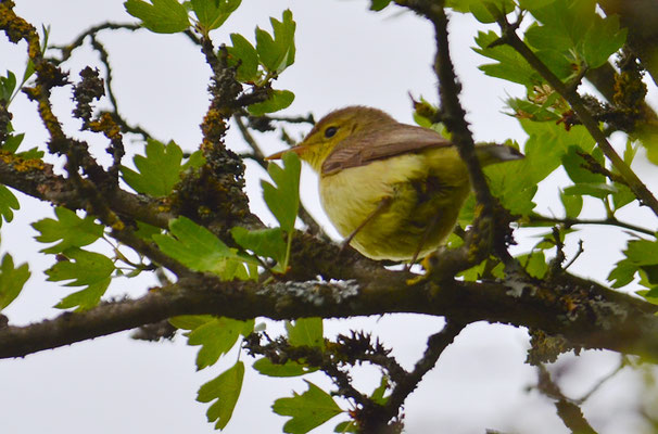 ORPHEUSSPÖTTER, MELODIOUS WARBLER, HIPPOLAIS POLYGLOTTA