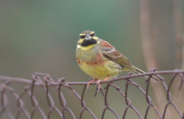 ZAUNAMMER, CIRL BUNTING, EMBERIZA CIRLUS