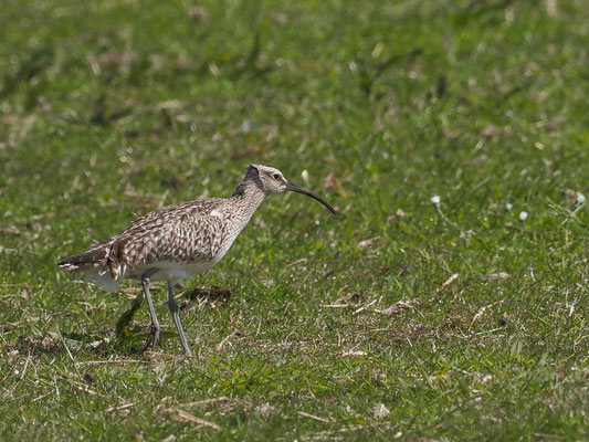 Regenbrachvogel