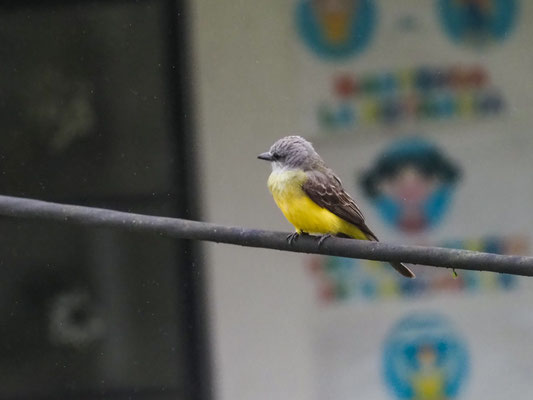 Trauertyrann, Tropical kingbird - Tyrannus melancholicus