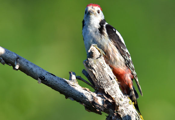 MITTELSPECHT, MIDDLE-SPOTTED WOODPECKER