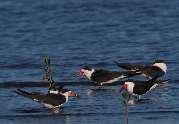 SCHWARZMANTEL-SCHERENSCHNABEL, BLACK SKIMMER, RYNCHOPS NIGER