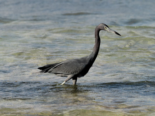 BLAUREIHER, LITTLE BLUE HERON, EGRETTA CAERULEA