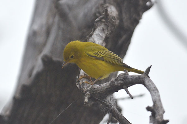 GOLDWALDSÄNGER, YELLOW WARBLER, DENDROICA PETECHIA