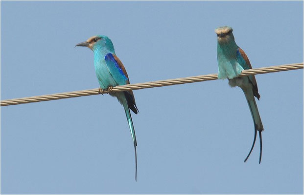 SENEGALRACKE, ABYSSINIAN ROLLER, CORACIAS ABYSSINIICA