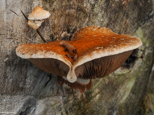 Pappel-Schüppling - Hemipholiota populnea