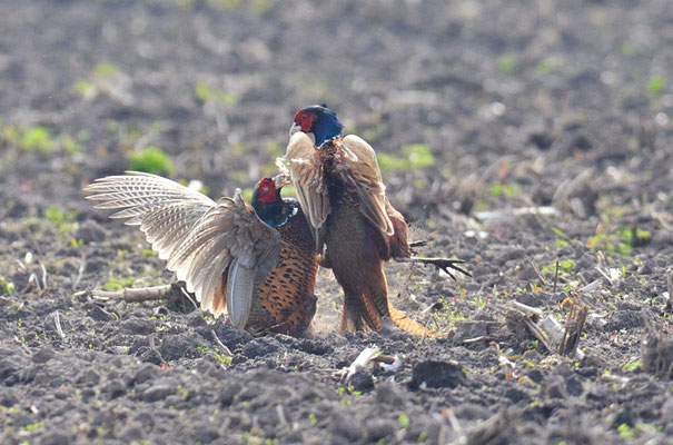 FASAN, COMMON PHEASANT, PHASIANUS COLCHICUS