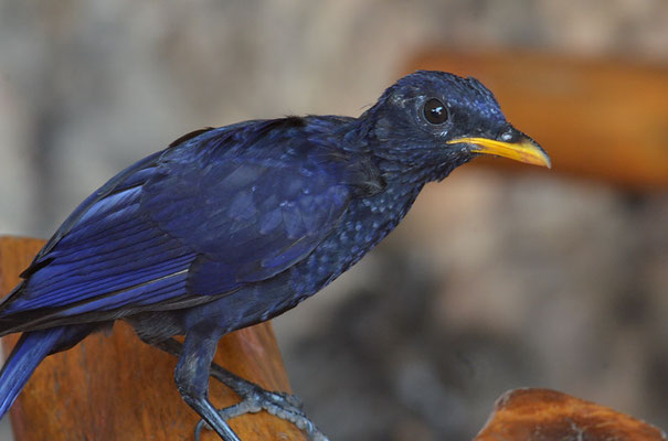 PURPURPFEIFDROSSEL, BLUE-WHISTLING TRUSH, MYOPHONUS CAERULEUS