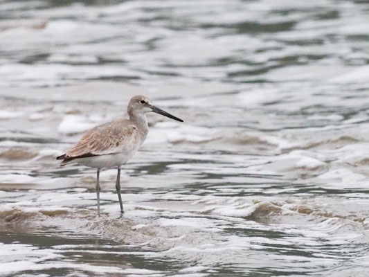 Schlammtreter, Willet - Tringa semipalmata