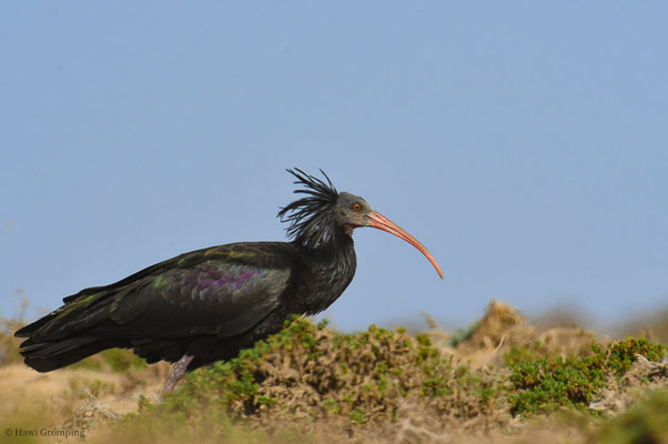 WALDRAPP, BALD IBIS, GERONTICUS EREMITA